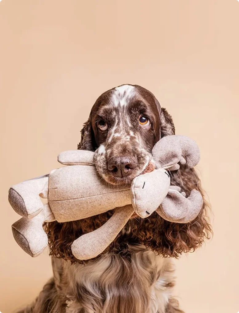 Chien tenant un jouet, une peluche en forme de lapin